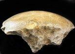 Polished Fossil Coral Head - Morocco #44933-2